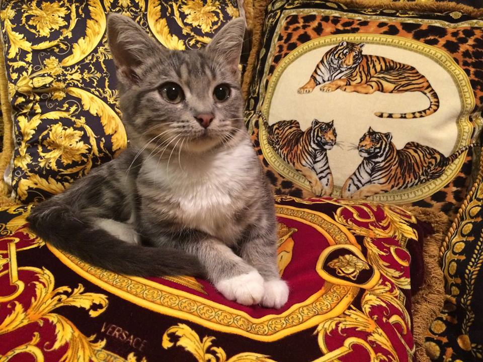 ILIAN RACHOV for VERSACE HOME